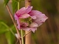 Clematis Pink Flamingo IMG_2170 Powojnik